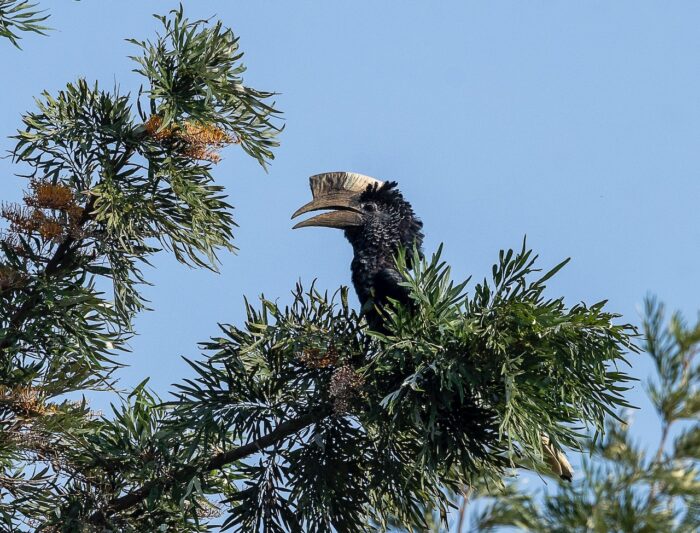 Crowned hornbill bird perched in a leafy tree against a blue sky in Uganda.