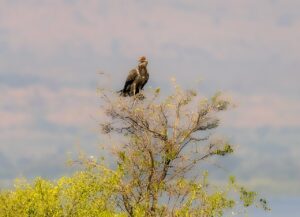 Eagle perched atop a tree in Uganda.