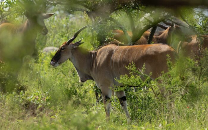 Eland antelope in Uganda's lush savanna, grazing amidst green foliage. Uganda 2025.