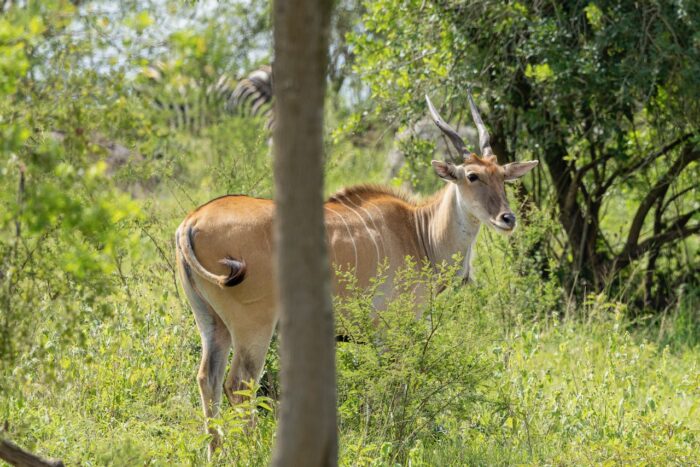Eland antelope in Uganda's lush landscape, with a zebra partially visible in the background.