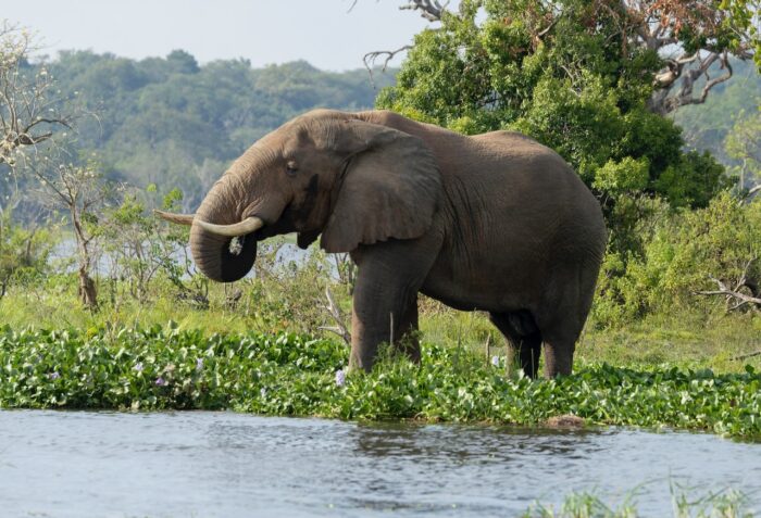 Elephant eating vegetation near water in Uganda. Lush greenery and trees in background.