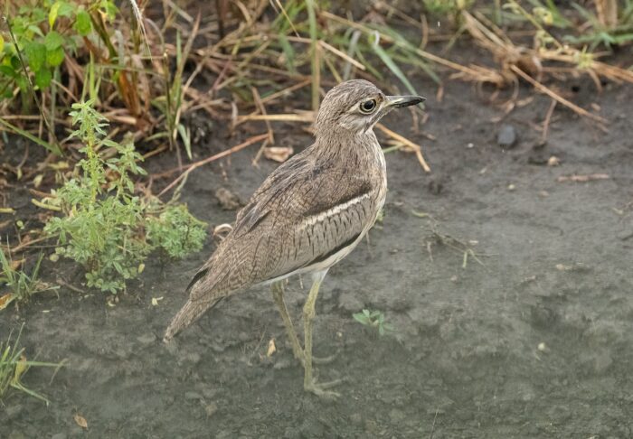Eurasian Stone-curlew in Uganda, standing near water and vegetation. Brown bird with striped plumage.