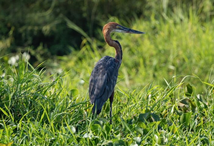 Goliath heron standing in green grass, Uganda wildlife.