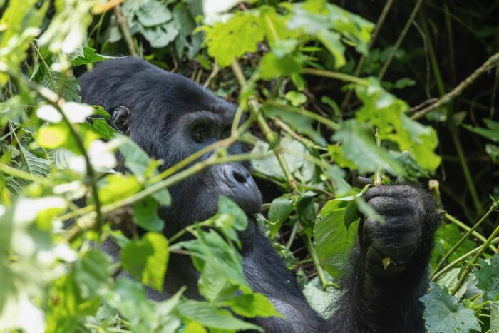 Gorilla eating leaves in lush greenery, Uganda. Close-up of primate in natural habitat.