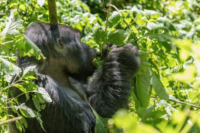 Gorilla eating leaves in lush green foliage, Uganda. Wildlife conservation.