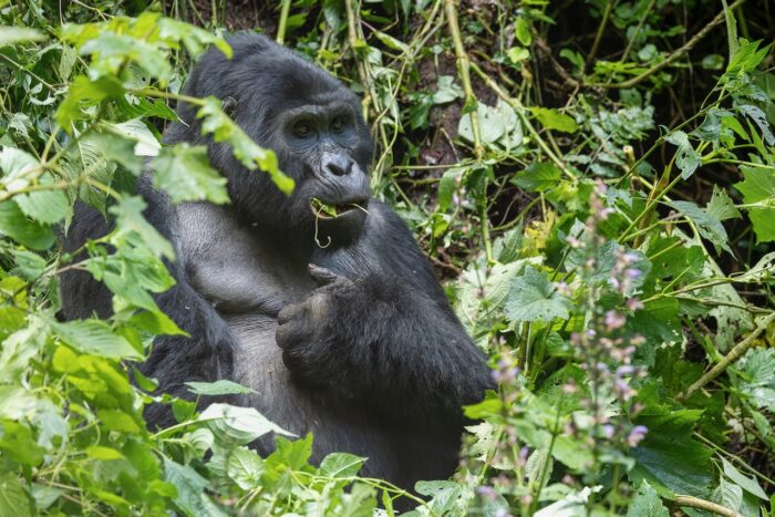 Gorilla eating in lush greenery, Uganda.