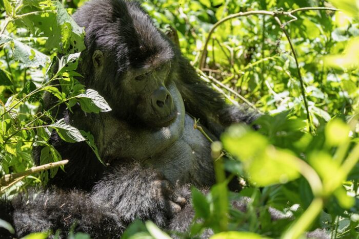 Resting gorilla in Uganda's lush greenery. Wildlife tourism is a highlight of Uganda 2025 tours.