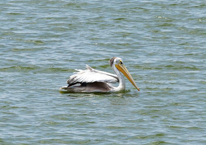 Great white pelican swimming in rippled water.