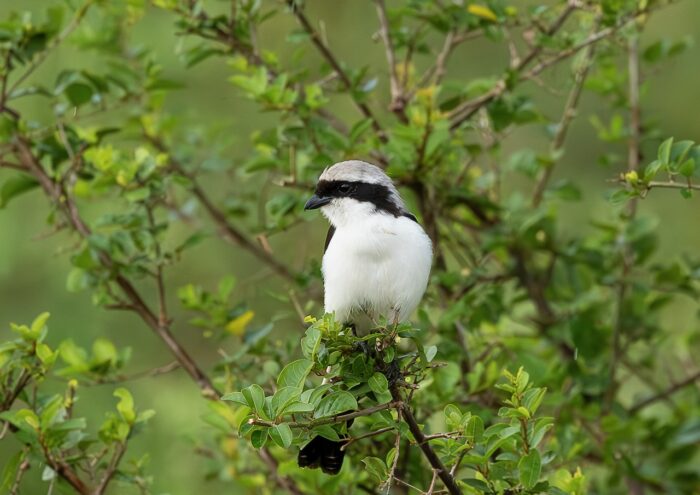 Grey-backed fiscal perched in a leafy bush in Uganda. White breast, black eye stripe, grey back.