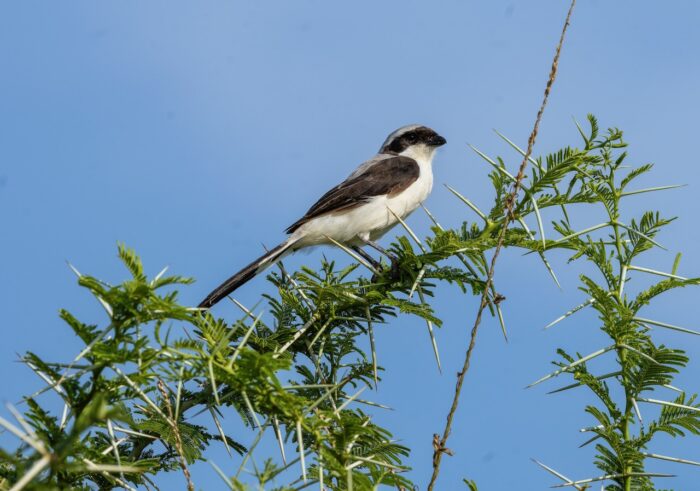 Grey-backed fiscal perched on thorny acacia branch against a clear blue sky in Uganda.