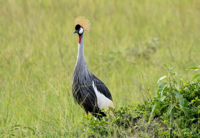 Grey crowned crane in Uganda, distinctive gold crown and red wattle visible.