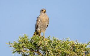 Grey hawk perched on a thorny acacia tree branch against a clear blue sky in Uganda.