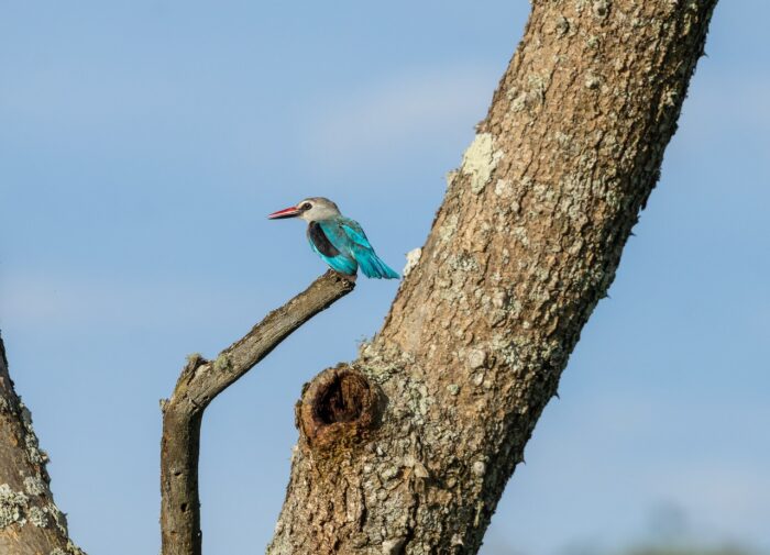 Grey-headed kingfisher perched on a branch in Uganda.