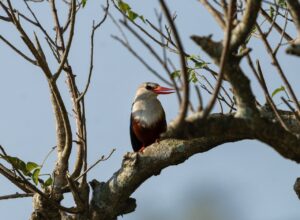Grey-headed kingfisher perched on a branch in Uganda. Red beak, brown chest, blue wings.