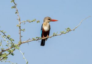 Grey-headed kingfisher perched on thorny branch against blue sky.
