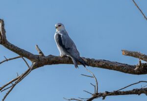Grey and white kite bird perched on a branch, Uganda wildlife, red eyes.