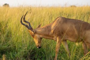 Hartebeest grazing in tall grass in Uganda, Africa. Antelope with curved horns in a golden field.