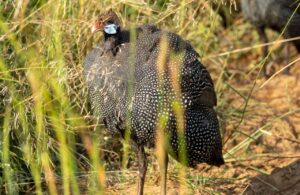 Helmeted guineafowl in Uganda with black and white speckled feathers.
