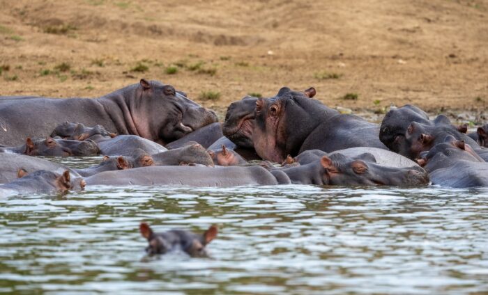 Hippopotamus pod resting in water, Uganda wildlife scene.