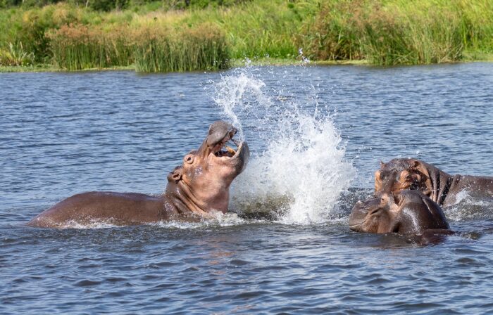 Hippos in water, one with mouth open, splashing. Uganda wildlife scene.