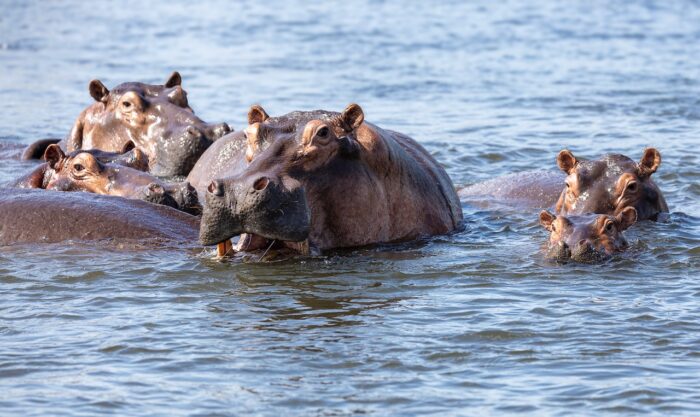 Pod of hippos in water, Uganda. Hippopotamuses swimming in a river, partially submerged.