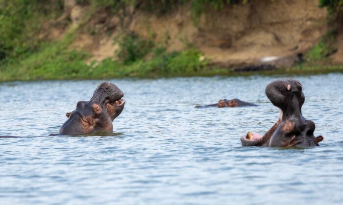 Hippos in Uganda's waters, one yawning, another with just eyes visible. Lush green background.