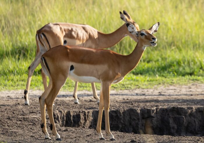 Two impala grazing near a water source in Uganda, with green grass in the background.