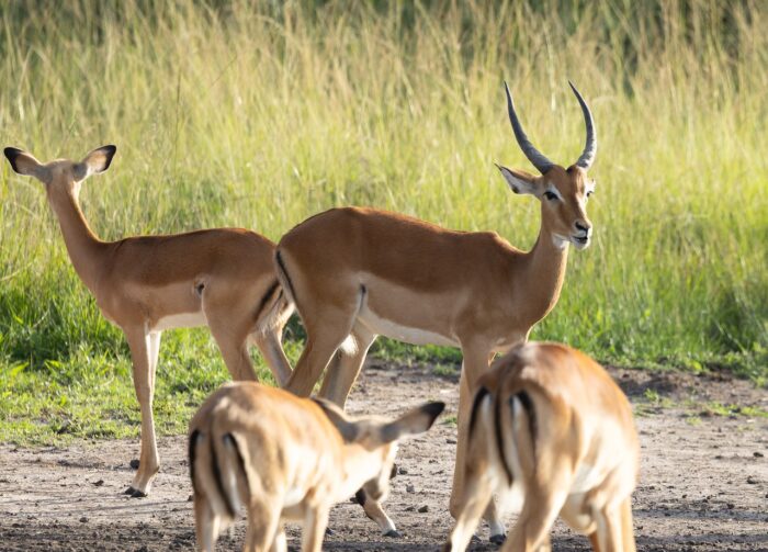 Impala herd grazing in Uganda, with a male impala featuring prominent horns standing alert.