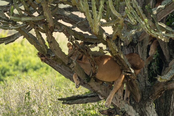 Lion resting in a tree in Uganda. Wildlife scene with a big cat lounging amongst branches and green foliage.