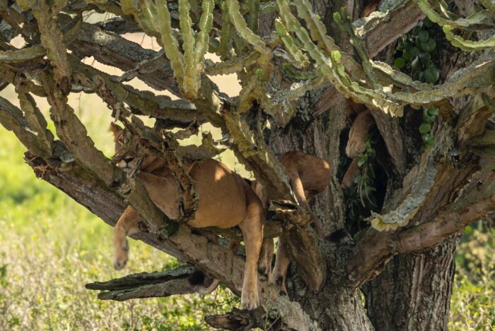 Lion lounging in a tree in Uganda. Wildlife scene with big cat resting in branches.