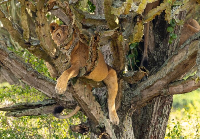 Lioness lounging in a tree in Uganda, resting among the branches. Safari wildlife.