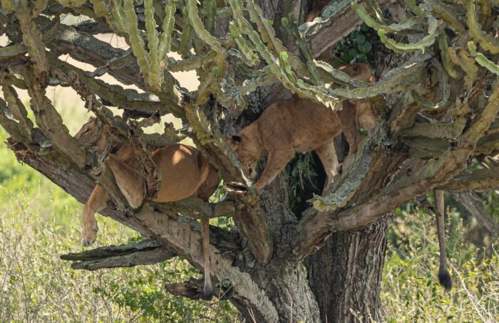 Lions lounging in a tree in Uganda. African wildlife, safari adventure.