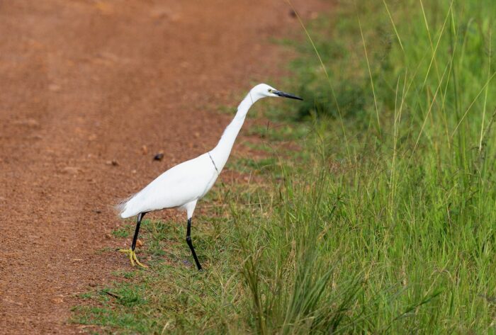 Little egret walking along a dirt path in Uganda, near green grass. White bird with black legs and beak.