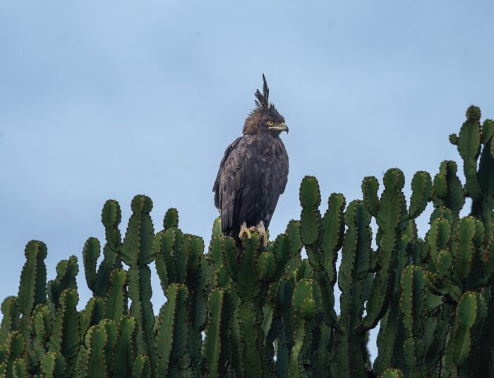 Long-crested eagle perched atop a green cactus in Uganda.