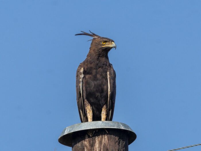 Long-crested eagle perched on a pole in Uganda.
