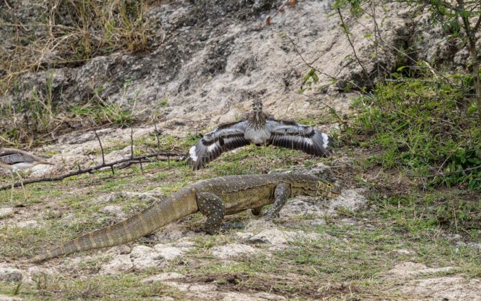 Monitor lizard and bird with wings spread in Uganda.