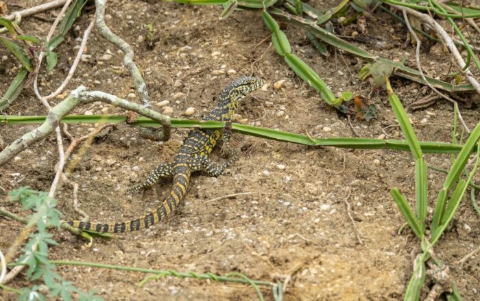 Monitor lizard in Uganda, with yellow and black markings, blending into sandy terrain.