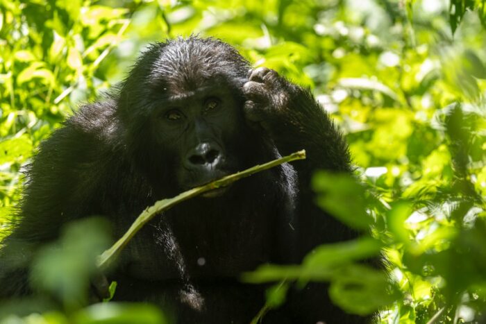 Mountain gorilla in Uganda's lush forest, thoughtfully eating leaves.