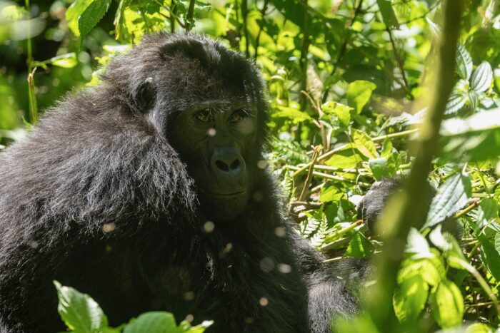 Mountain gorilla in lush green foliage. Uganda wildlife.
