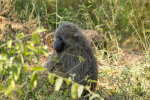 Olive baboon sitting in the grass in Uganda.