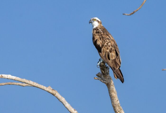 Osprey perched on a branch against a clear blue sky, Uganda wildlife.