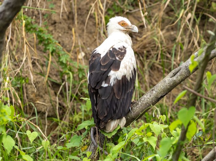 Palm-nut vulture perched on branch in Uganda. Black and white plumage, orange face.
