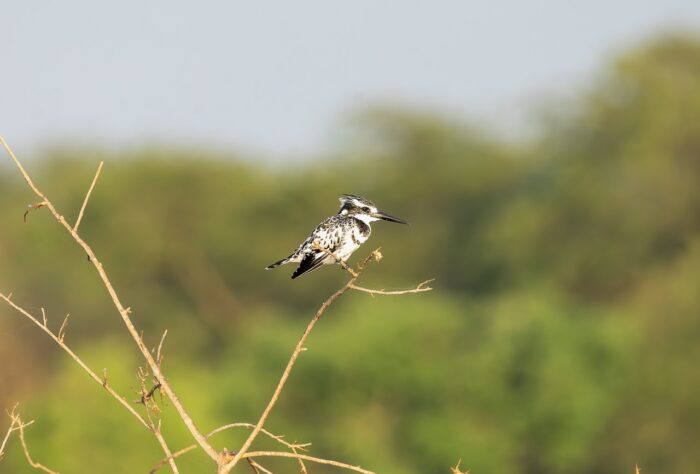 Pied kingfisher perched on a branch in Uganda. Black and white bird, spiky crest, long beak.