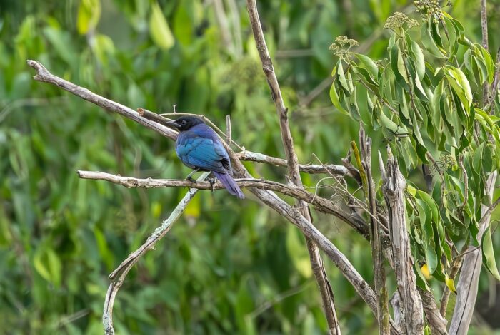 Purple starling perched on a branch in Uganda, surrounded by green foliage.