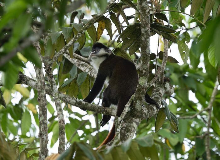 Red-tailed monkey perched in a tree. Black and white fur, red tail. Uganda wildlife.