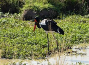 Saddle-billed stork wading in a shallow pool in Uganda.