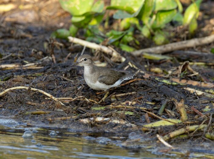 Sandpiper wading near water's edge in Uganda. Brown and white bird in natural habitat.
