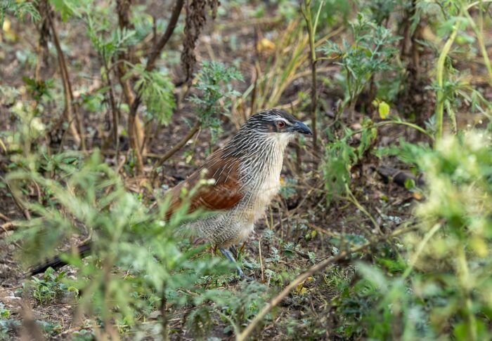 Senegal coucal bird in Uganda, brown and gray feathers.