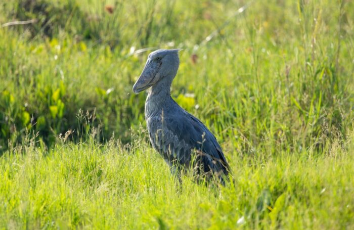 Shoebill stork standing in green grass in Uganda. Large grey bird with a distinctive bill.