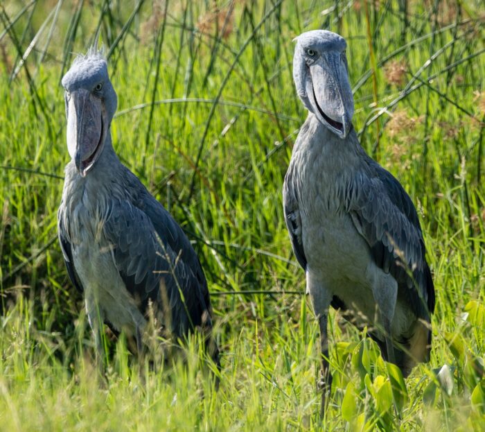 Two shoebill storks standing in lush green vegetation in Uganda.